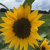 Janet Roman's photo