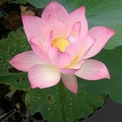 Julia Lam's photo