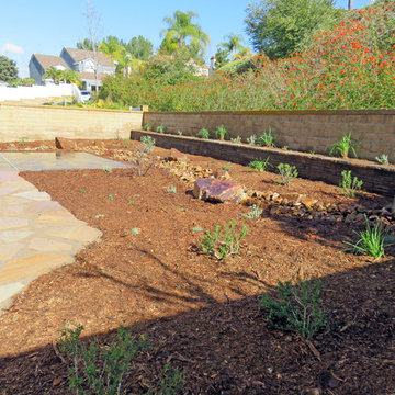 Drought Tolerant Landscape Mission Viejo