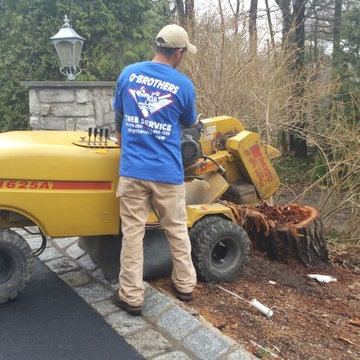 Tree Removal