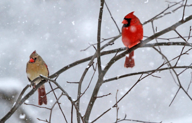 Image result for birds in the snow