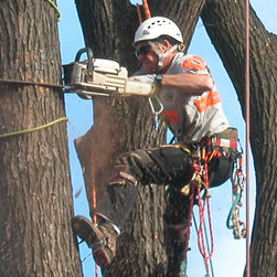 Tree Removal - Products