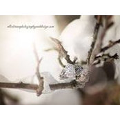 Foto von Abbie Marsh