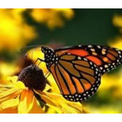 Lisa Streiber's photo