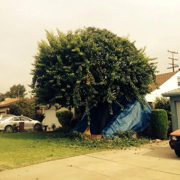 Our Tree Services