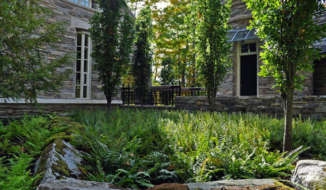 Great Design Plant: Woodland Garden Beauty Polystichum Acrostichoides