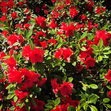 Azalea Encore Autumn Fire