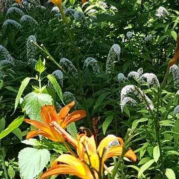 Garden Delights