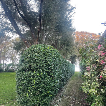 Hedges