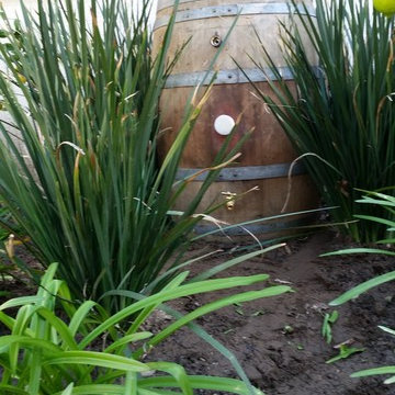 Wine Barrel- Rain Barrel in Studio City