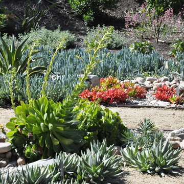 Rancho San Diego Mediterranean Garden