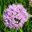 Agema Landscape, LLC