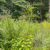 Metropolitan Garden Design's photo