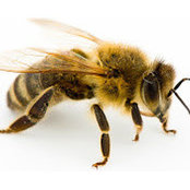 Nick Gatto's photo