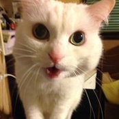 Emiko Ichihara's photo