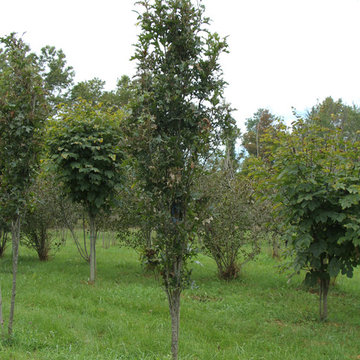 Mighty Oaks
