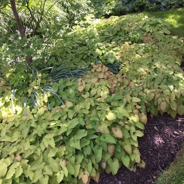 A Shady Garden
