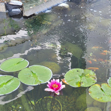 Custom✨ Koi Pond
