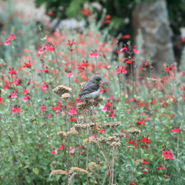 A Native & Herb Garden to Stroll Through