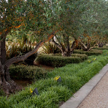 Olive Trees