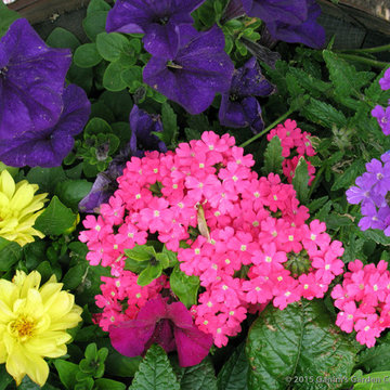 Annuals