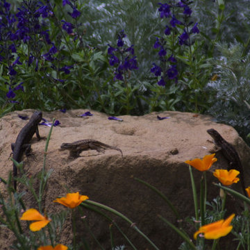 Wildlife Habitat in Campbell, California 95008