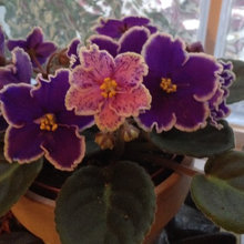 My African Violets