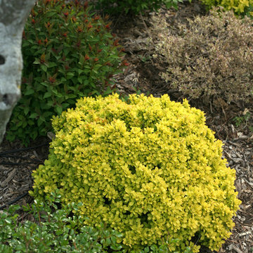 Sunjoy® Beret Barberry