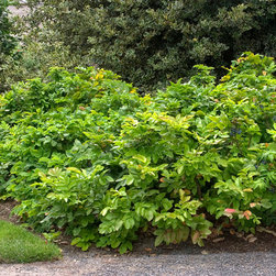 Creeping Mahonia - Plants