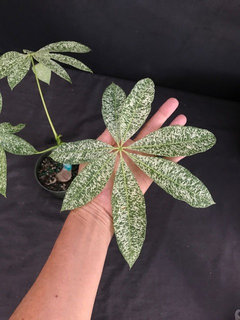 Has anyone ever grown Pachira Aquatica Variegated form? | Houzz Forum