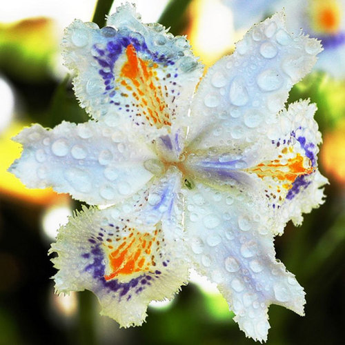 lace handkerchief iris