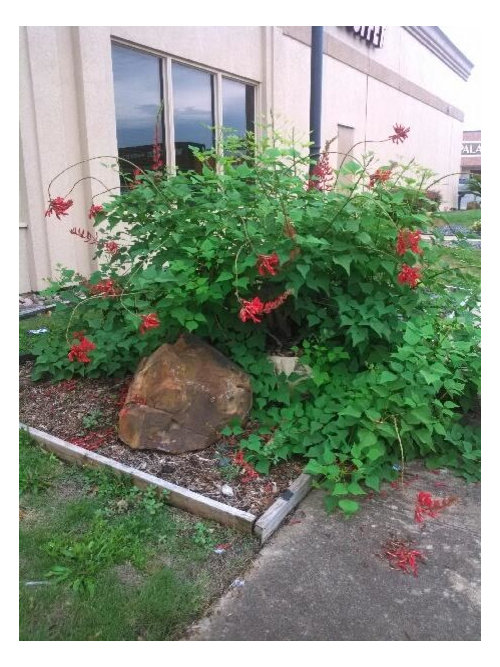 What is this plant growing in Houston?