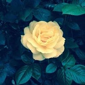 Justine Steventon's photo
