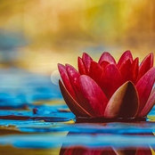 Jodi Wheeler's photo