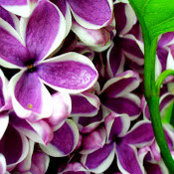 Heidi Parker's photo