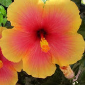 Lydia Murphey's photo