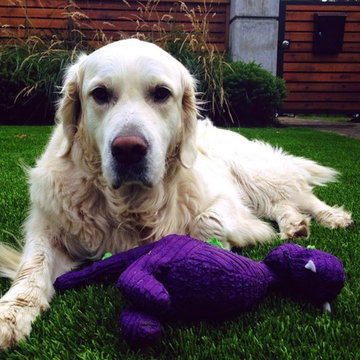 Pet-Friendly Artificial Grass