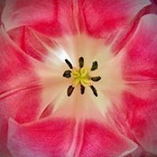 Foto von NewNella Mcallen
