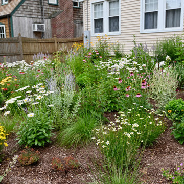 Pollinator Garden, Front Lawn Replacement