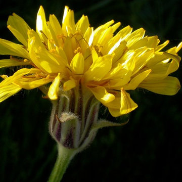 Nothocalais Cuspidata