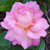 Sharon Penley's photo