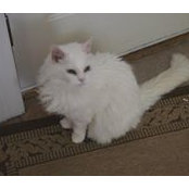 Karen Rosen's photo
