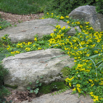 Ground cover plants in between stepping stones