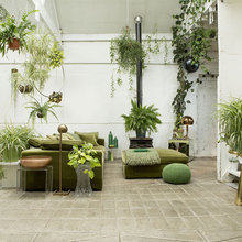 Indoor Plants