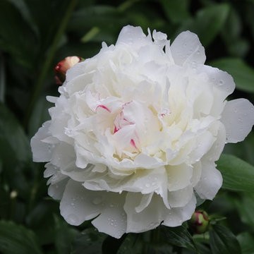 Rosebrook Garden 2017 Garden Tour