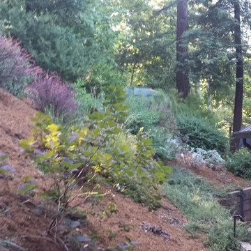 Los Gatos Redwoods Erosion Control