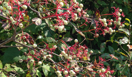 Great Design Plant: Cornus Racemosa