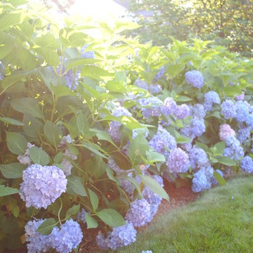 Good Garden's Own Backyard