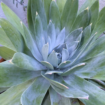Pasadena garden