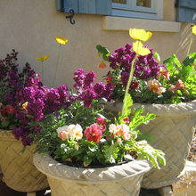 patio garden